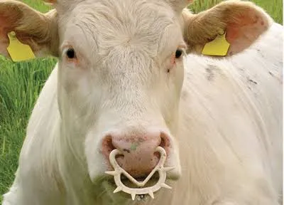 Context photograph related to Spiked Calf Weaning Ring and Calves (dairy)