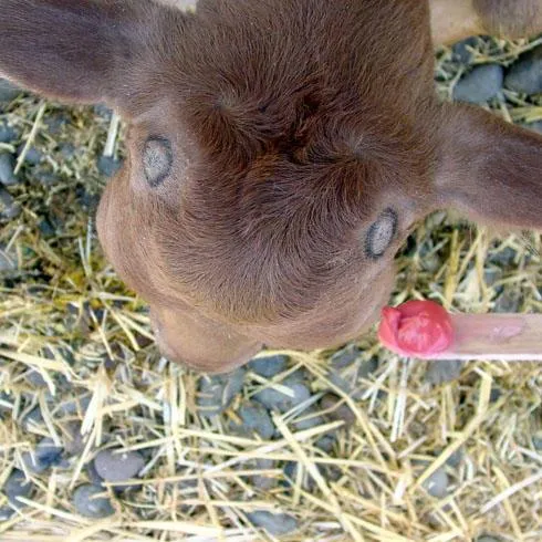 Context photograph related to Caustic Dehorning Paste and Calves (dairy, beef)