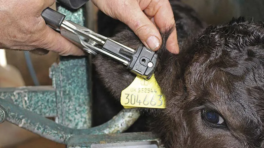 Context photograph related to Ear-Tag Applicator and Cattle, pigs, sheep