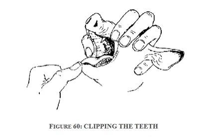 Context photograph related to Piglet Tooth & Tail Cutter and Piglets