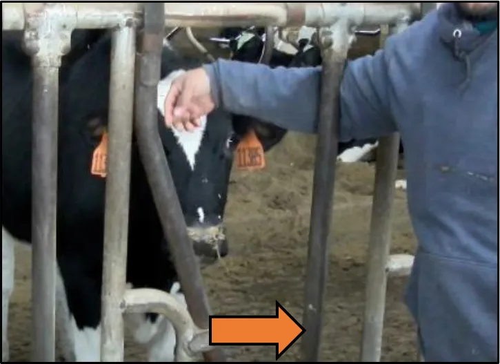 Context photograph related to Repeating Livestock Syringe and Cattle, pigs, sheep, goats