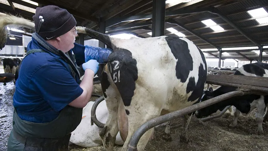 Context photograph related to Artificial-Insemination Gun and Dairy cows