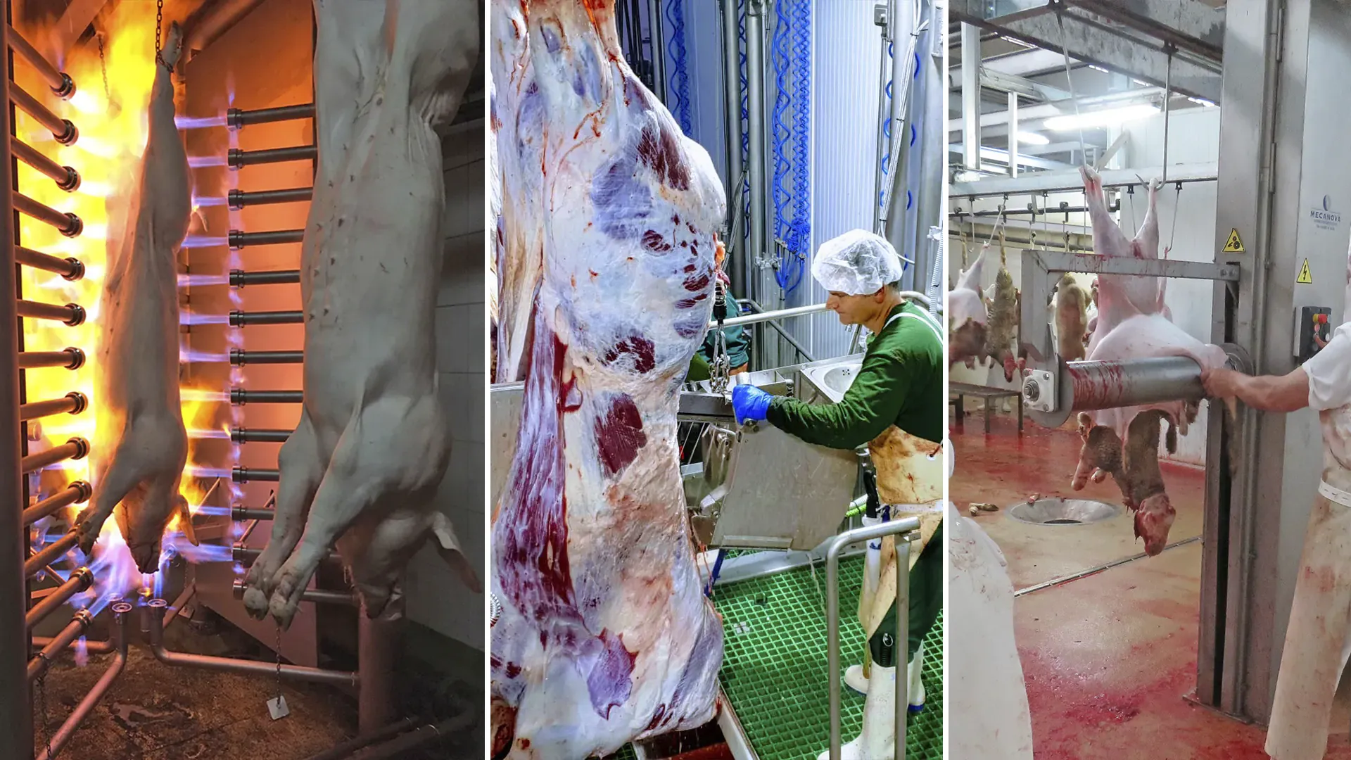 Context photograph related to Abattoir Meat Hook and Slaughtered animals