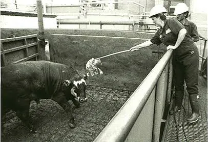 Context photograph related to Electric Livestock Prod and Cattle, pigs, sheep