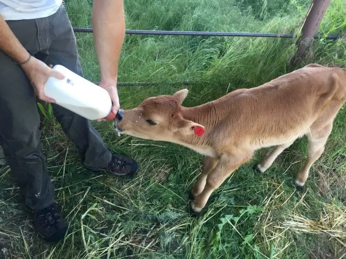 Context photograph related to Calf-Feeding Bottle & Teat and Calves (dairy)