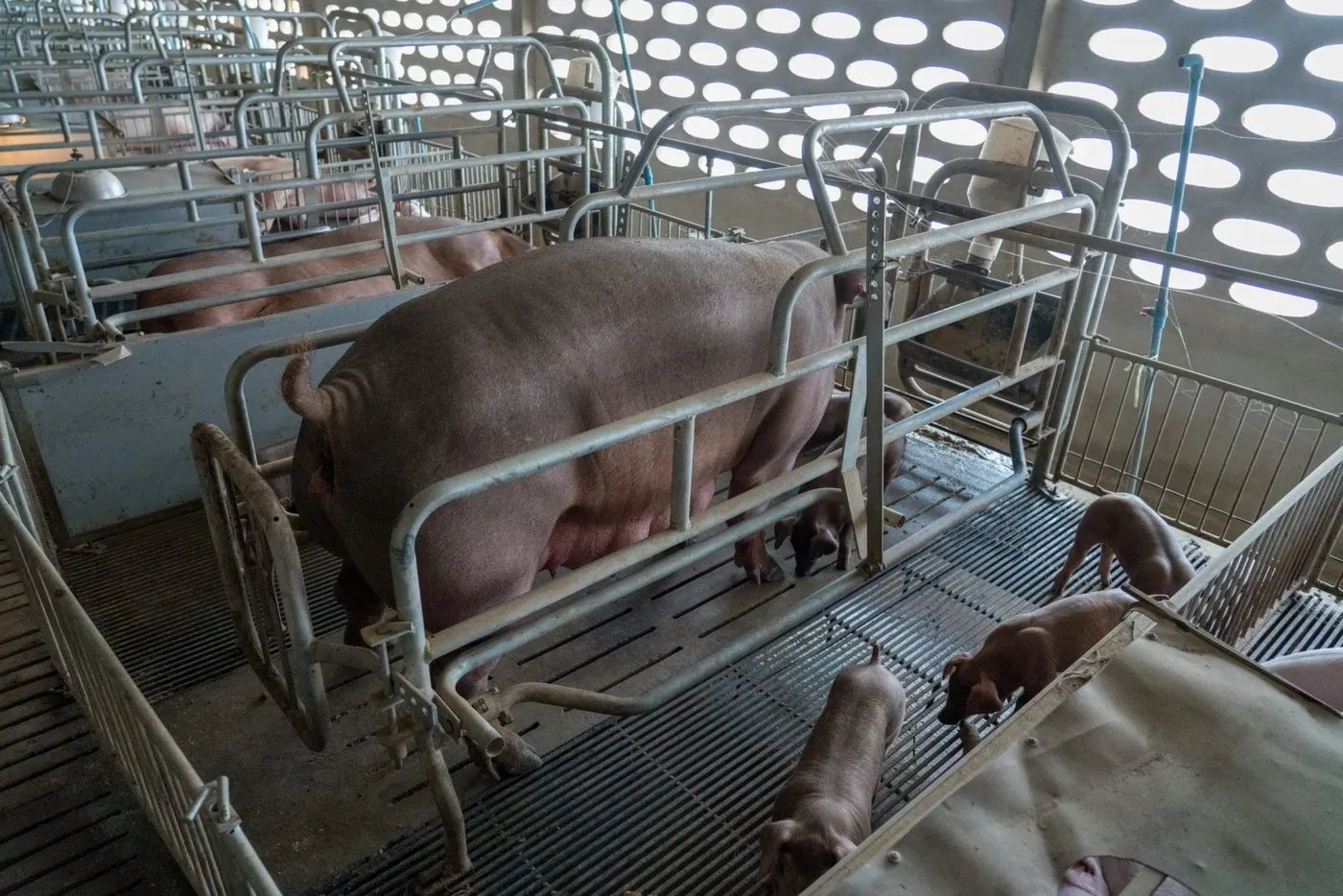 Context photograph related to Gestation Crate and Sows (pigs)