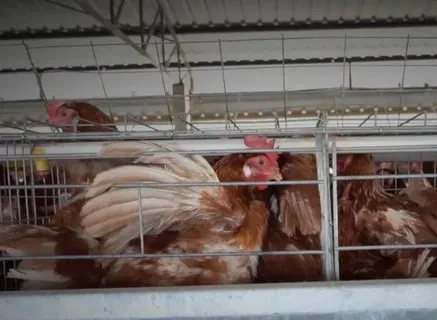 Context photograph related to Battery Cage and Laying hens