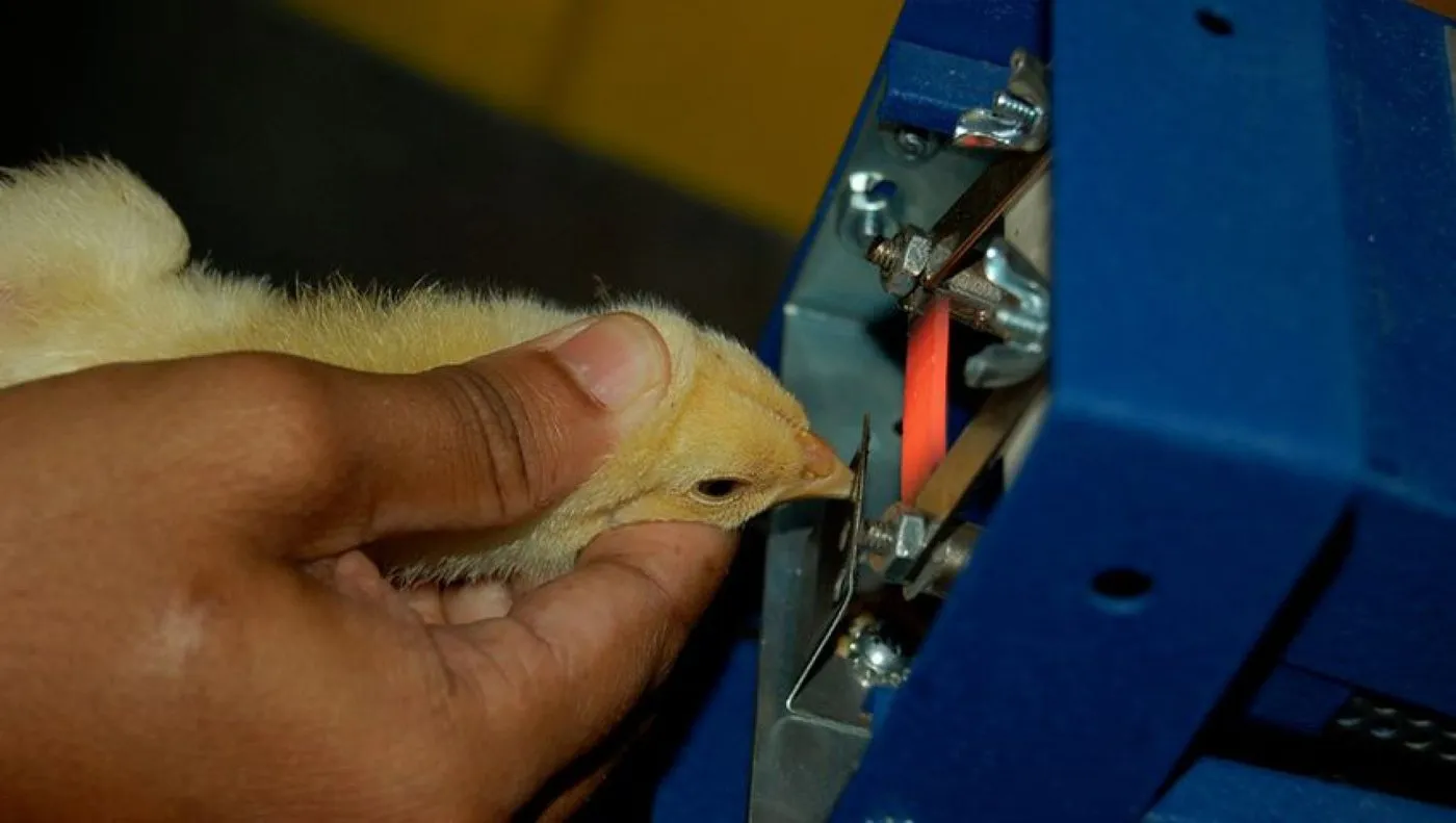 Context photograph related to Debeaking Machine and Hens, turkeys