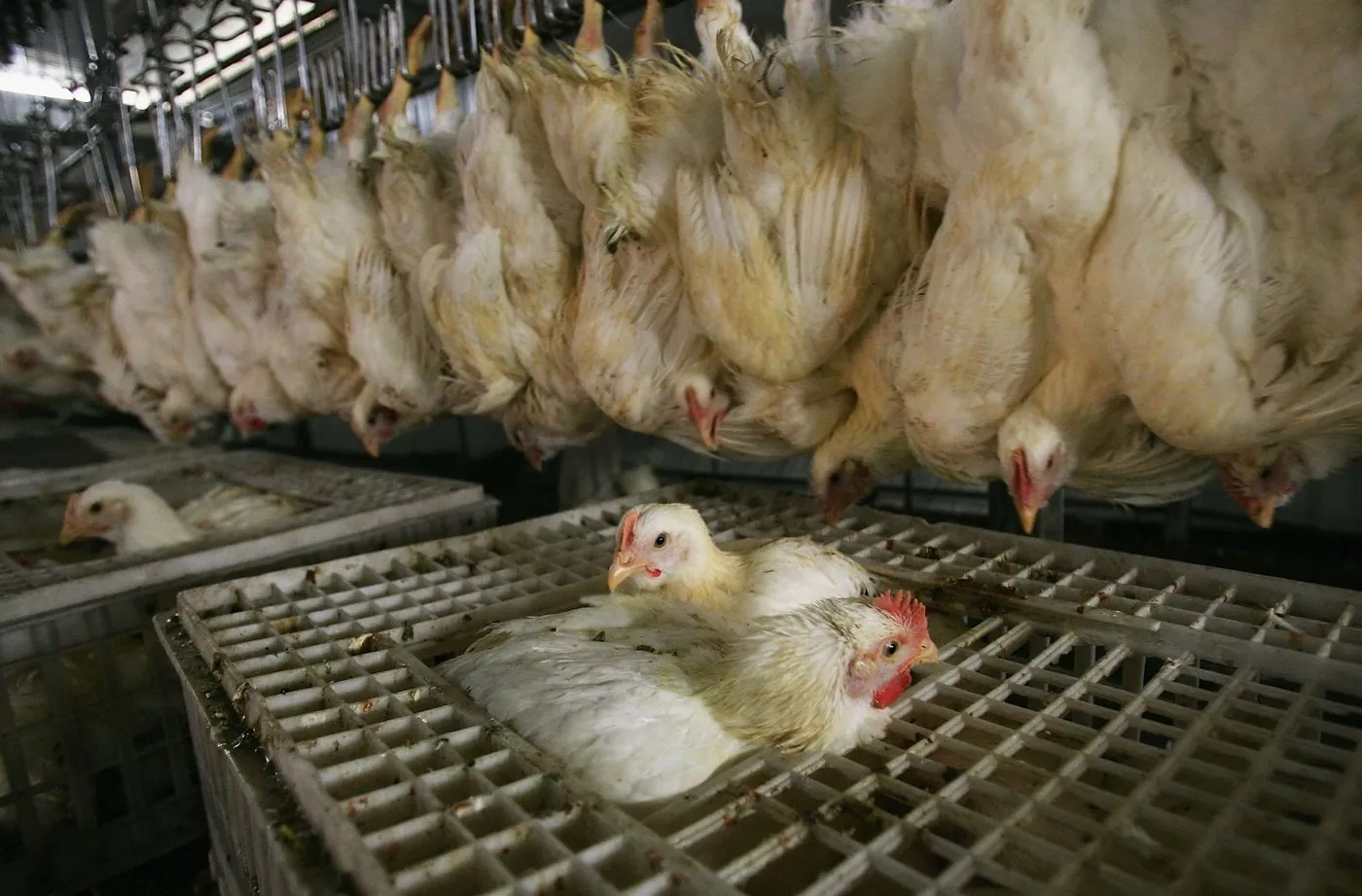 Context photograph related to Water-Bath Stunner and Broiler chickens
