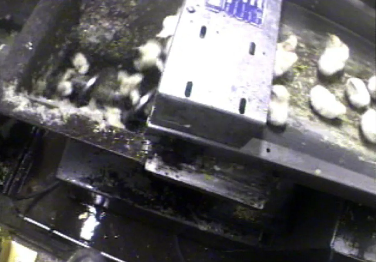 Photograph of Male Chick Macerator