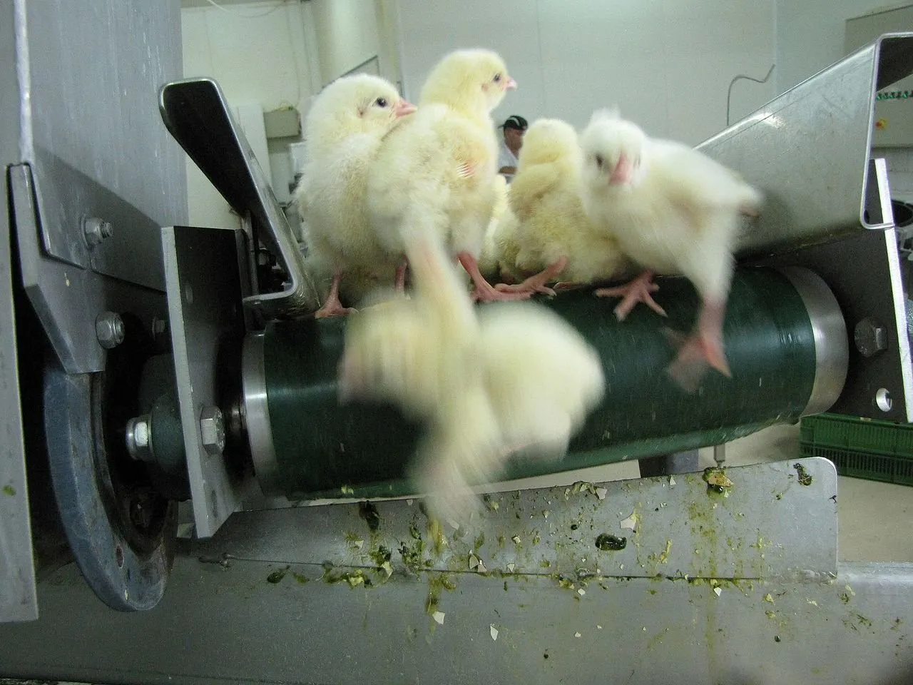 Context photograph related to Male Chick Macerator and Male chicks