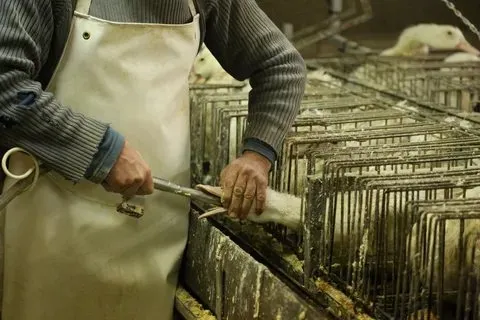 Photograph of Foie Gras Gavage