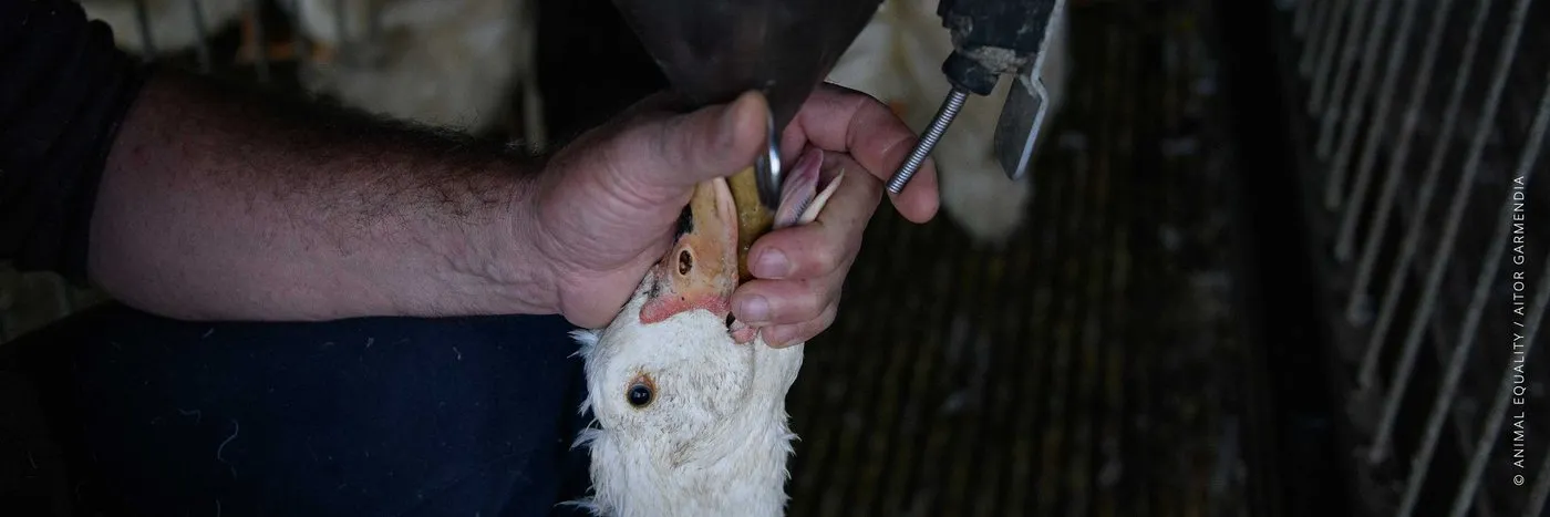 Context photograph related to Foie Gras Gavage and Ducks, geese