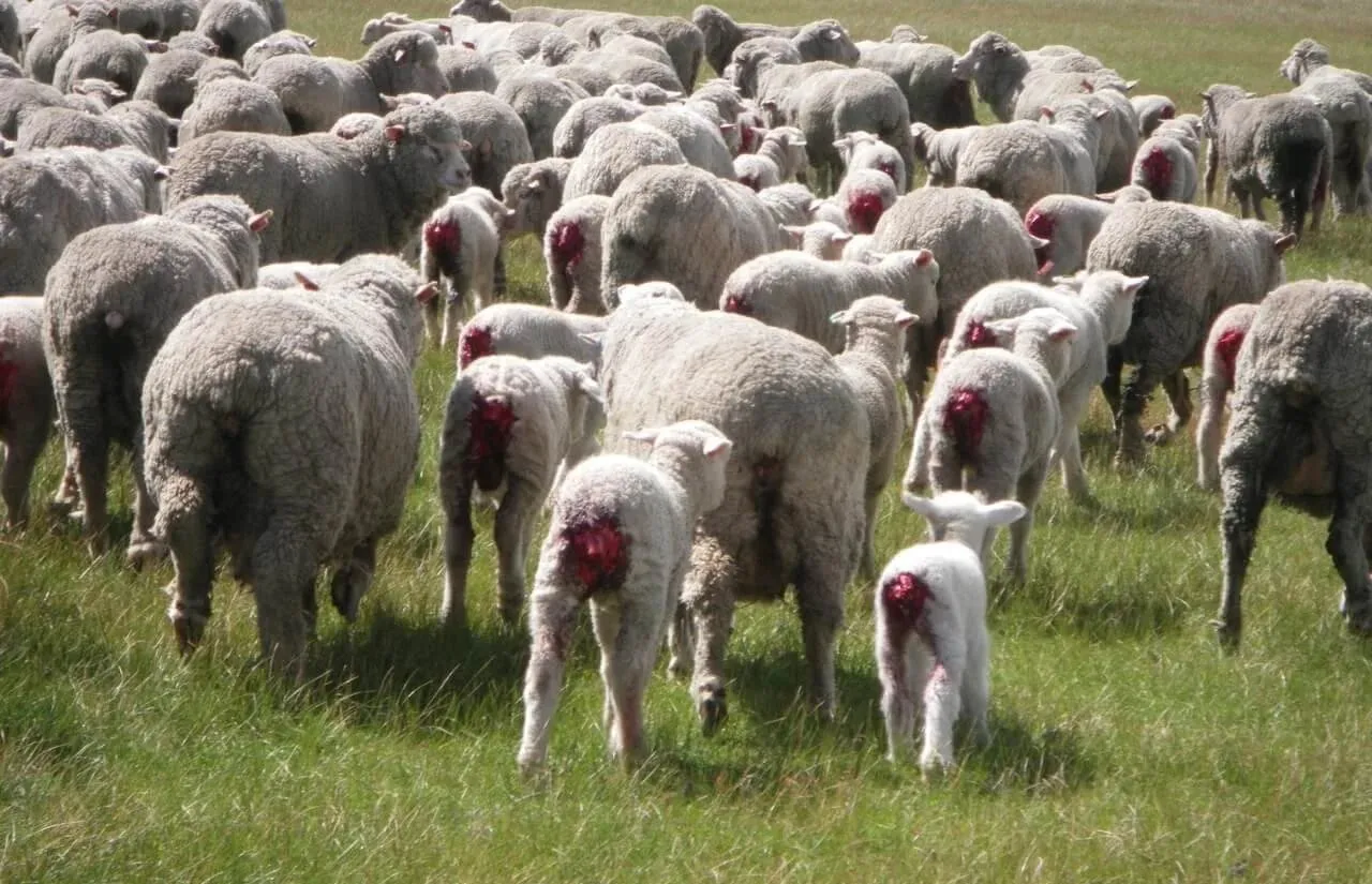 Photograph of Mulesing