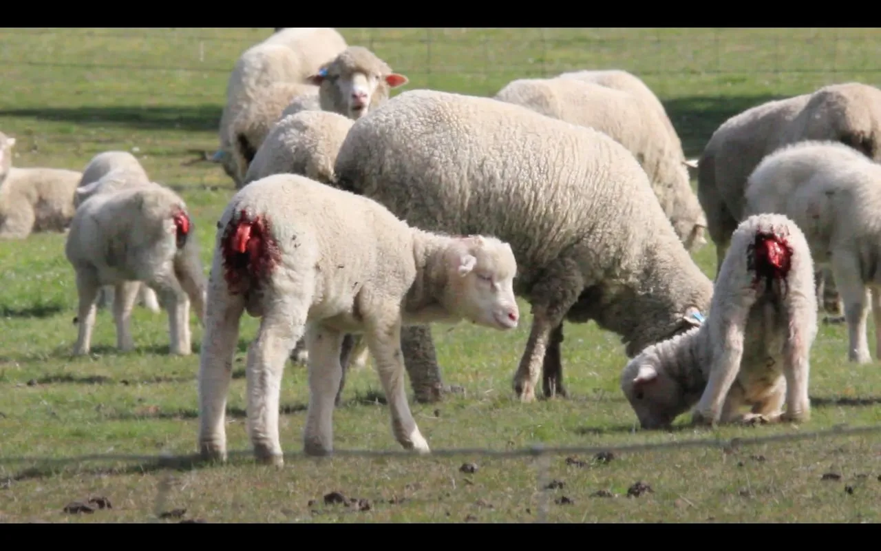 Context photograph related to Mulesing and Merino sheep