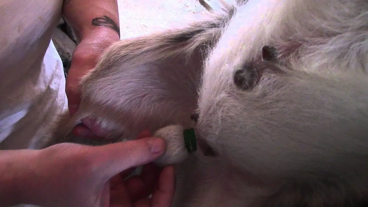 Context photograph related to Elastrator / Castration and Piglets, lambs, calves