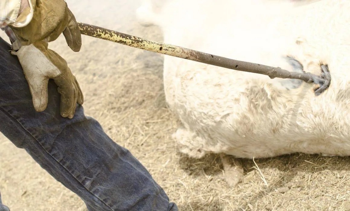 Context photograph related to Hot-Iron Branding and Beef cattle