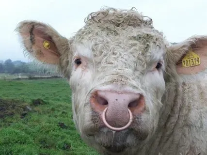 Context photograph related to Bull Nose Ring and Bulls, cattle