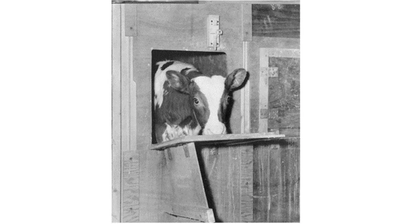 Photograph of Veal Crate / Tether