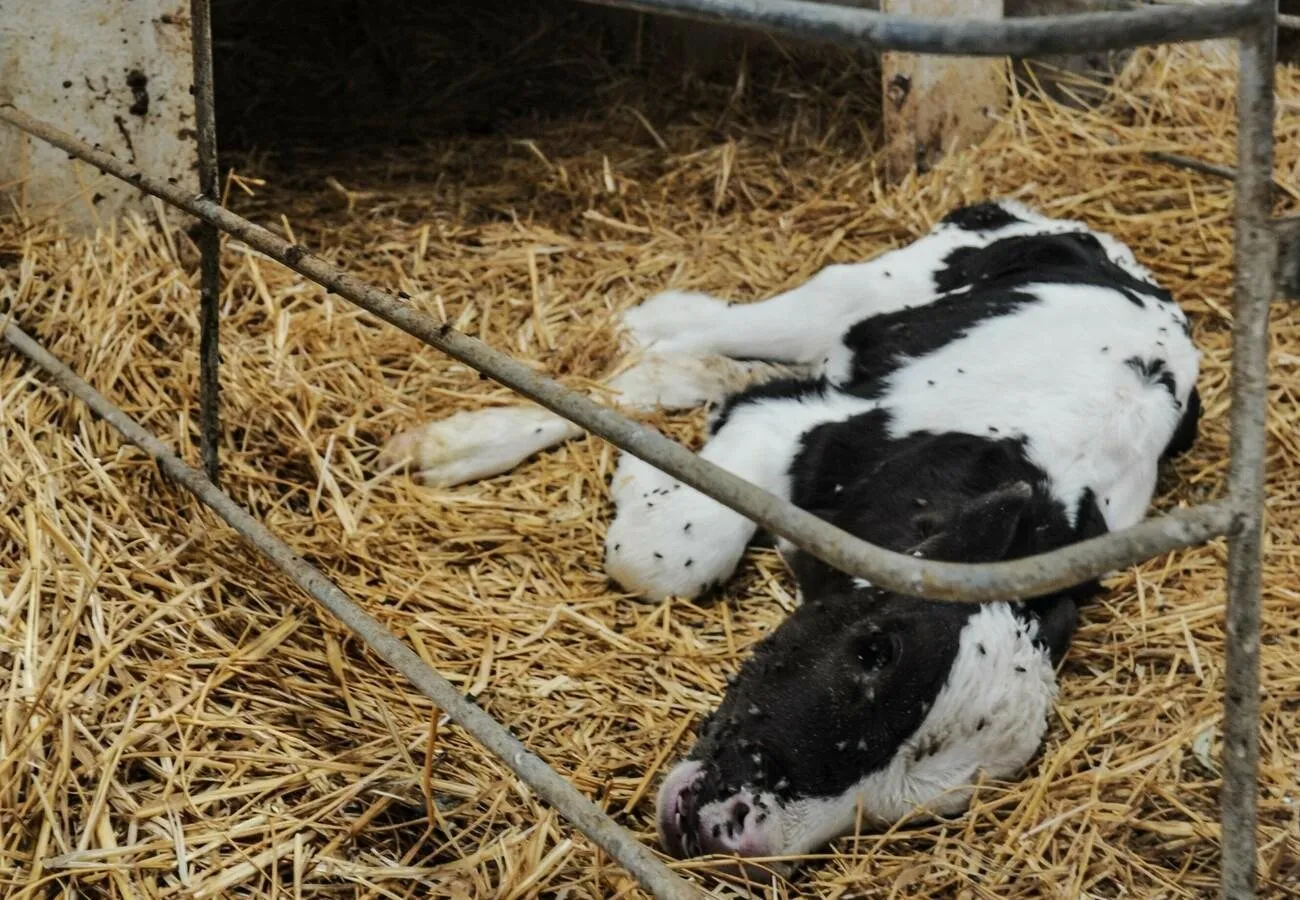 Context photograph related to Veal Crate / Tether and Veal calves