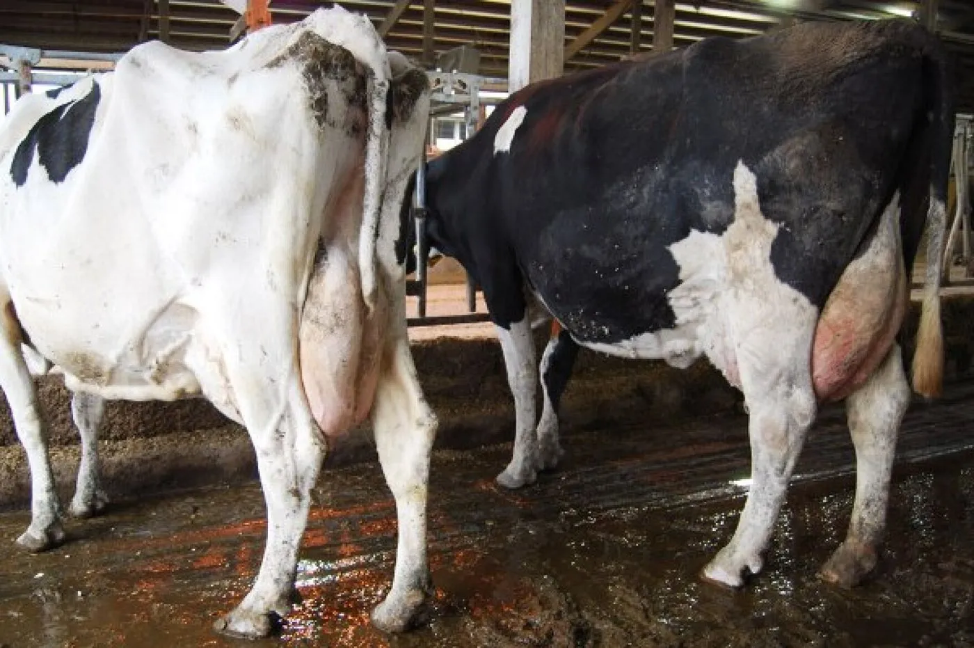 Context photograph related to Cow Tail Docking and Dairy cows