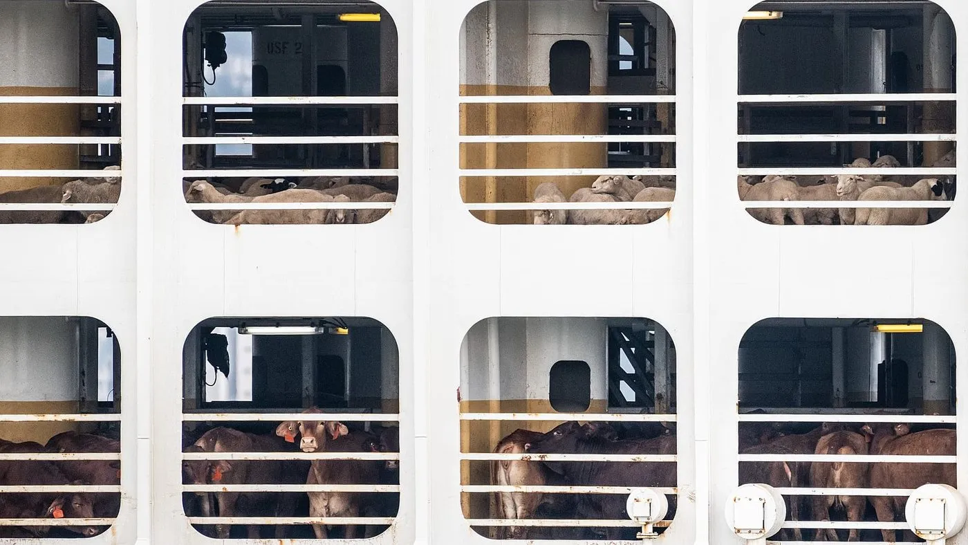 Context photograph related to Live Export Transport and Cattle, sheep, pigs