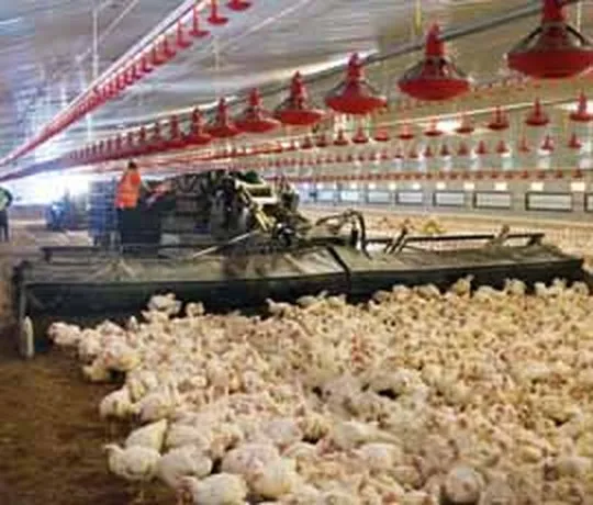 Apollo Generation Two mechanical chicken harvester operating among a broiler flock