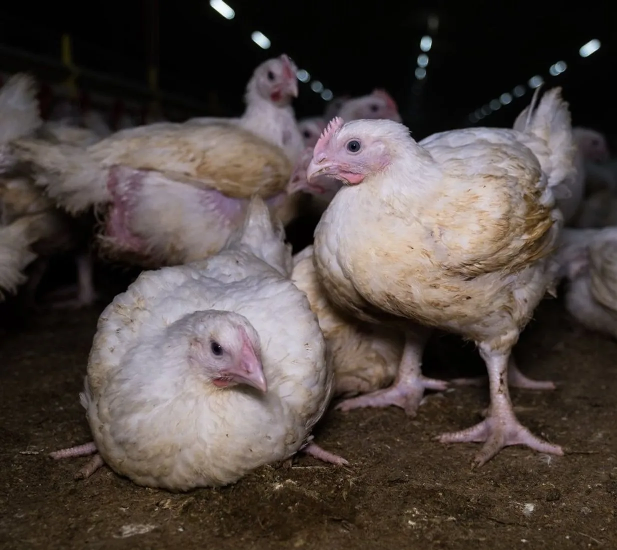 Broiler chickens in a commercial indoor flock