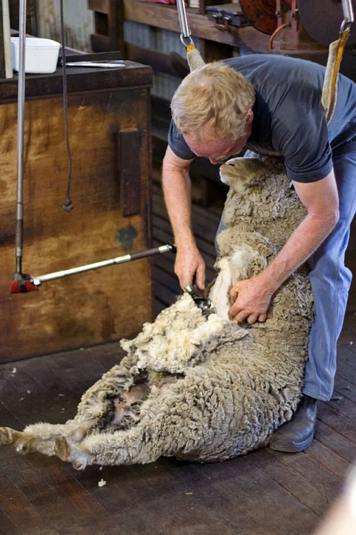 A sheep being restrained and mechanically shorn