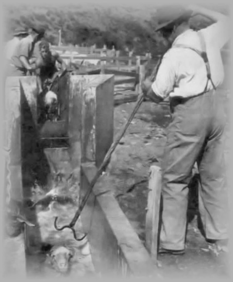 Sheep passing through a plunge dip