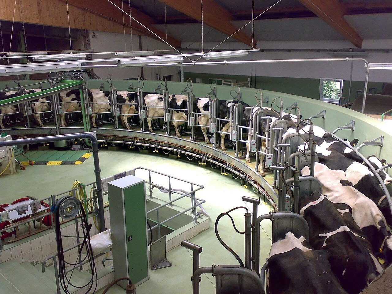 Cows on a rotary milking carousel