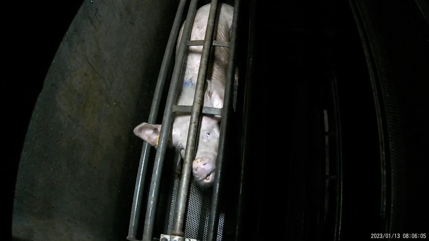 Pig Slaughter - Carbon Dioxide & Electric Stunning - FOUR PAWS in Australia - An