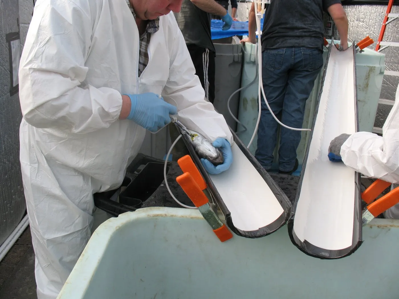 Fish Vaccination - Center for Cooperative Aquaculture Research - University of M