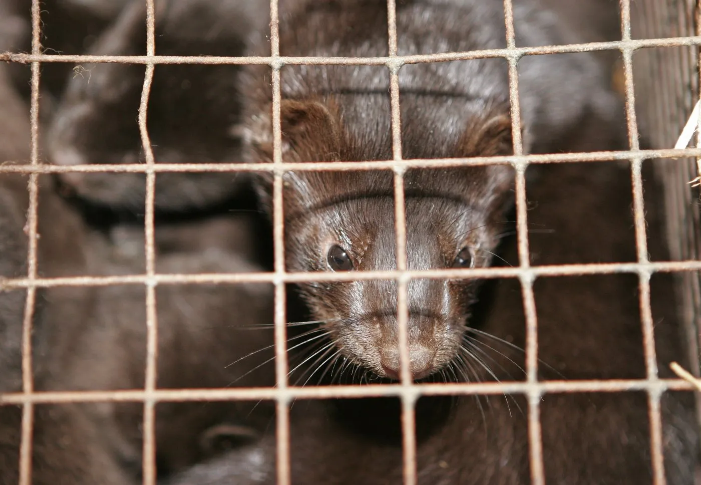 COVID-19 first detected in European mink farms a year ago - NGOs and the public 