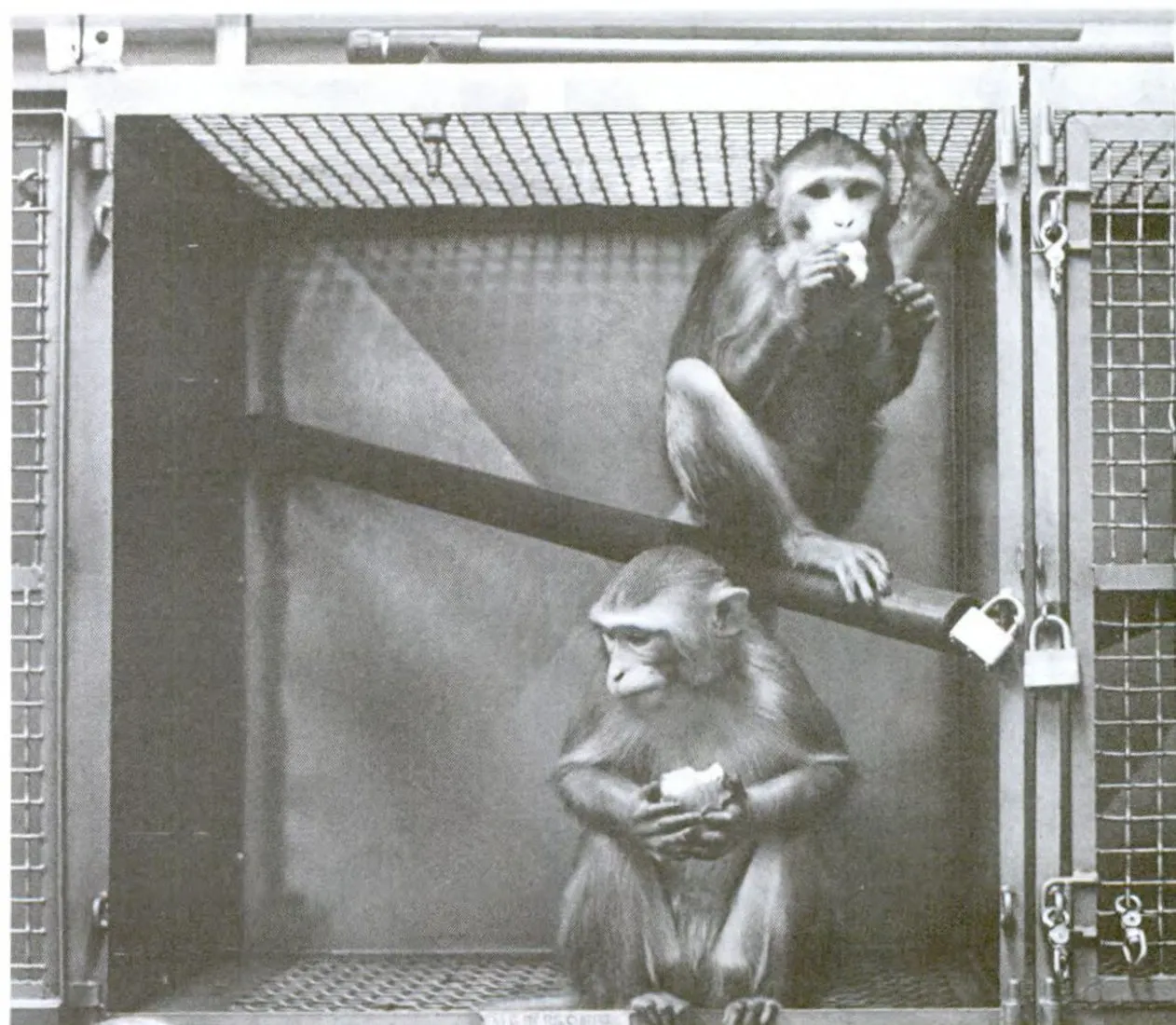 A laboratory cage designed for a nonhuman primate