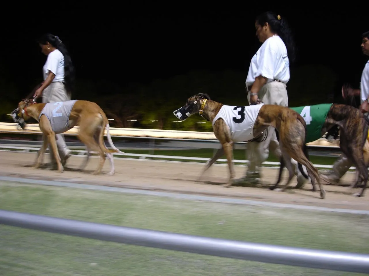 Muzzled greyhounds racing on a track