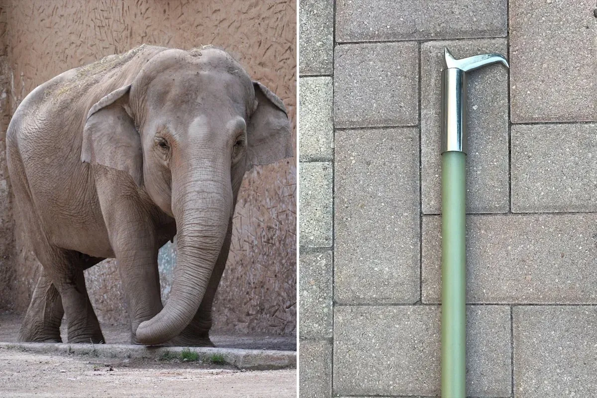 America's Accredited Zoos Are Phasing Out Bullhook Use on Elephants: It's a 'Bar