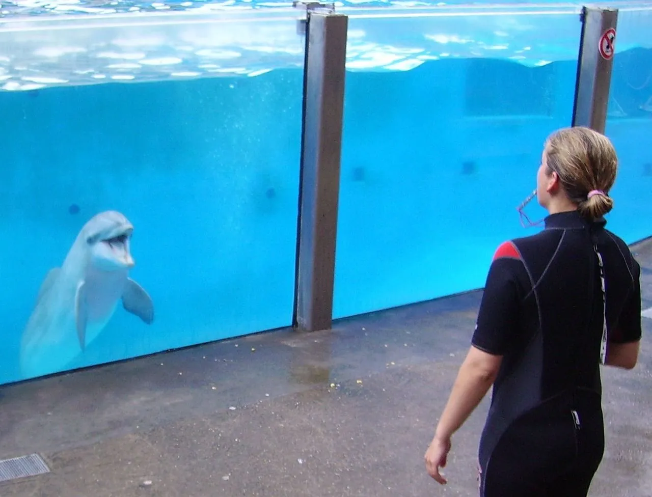 Dolphins performing in a dolphinarium display pool